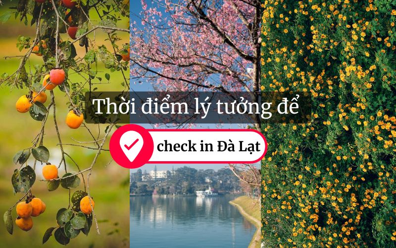 Thời điểm lý tưởng để check in Đà Lạt 2025