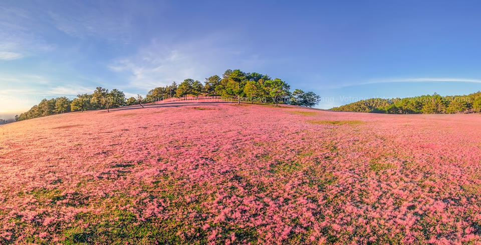 Đà Lạt- Đồi cỏ hồng - KUMHO SAMCO BUSLINES